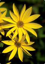 Helianthus