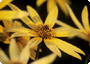 Helianthus