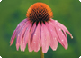 Echinacea purpur.