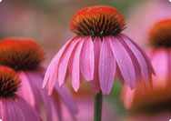Echinacea purpurea