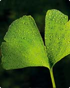 Ginko biloba