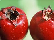 Orapihlajanmarja Crataegus oxyacantha