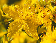 Hypericum perforatum L. Hypericum perforatum L.