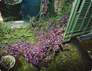 Salvia