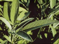 Salvia Salvia officinals
