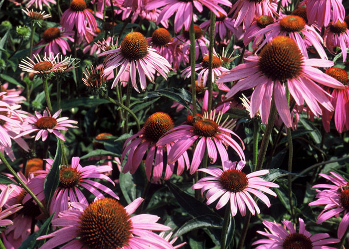 Vielä ehtii aroniamehun keittoon