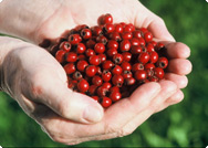 Crataegus Crataegus