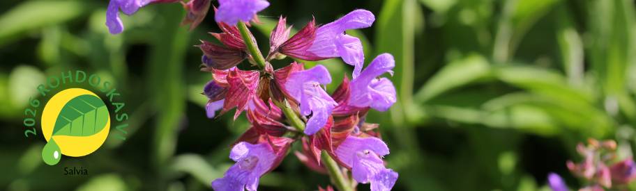 rohdoskasvi_salvia1