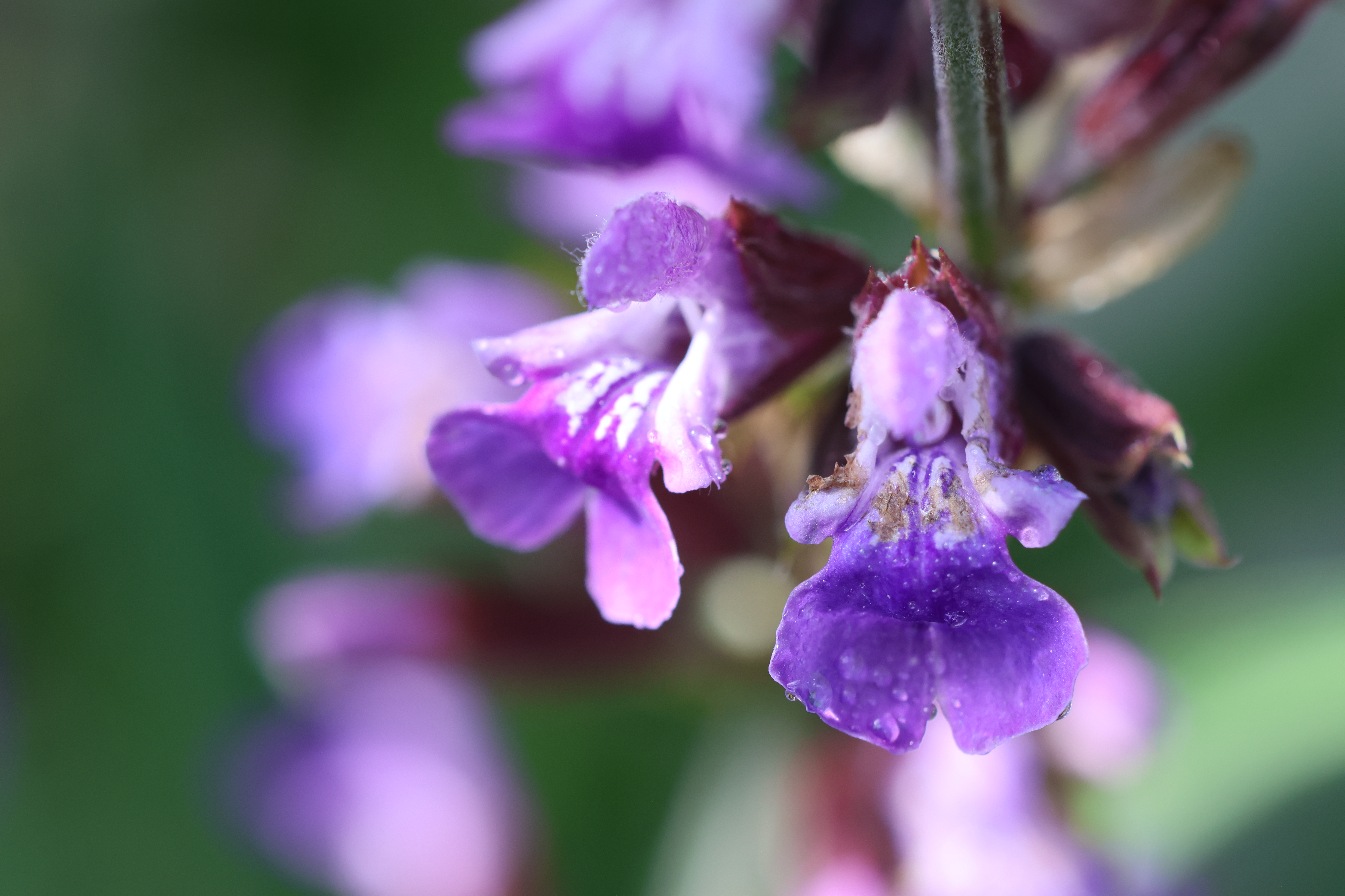 Salvia-apuna-vaihdevuosiin